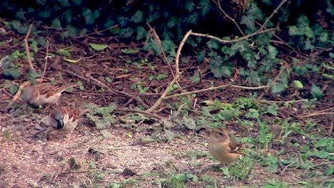 Sparrows-feeding-on-the-ground-in-a-garden-in-England,-UK