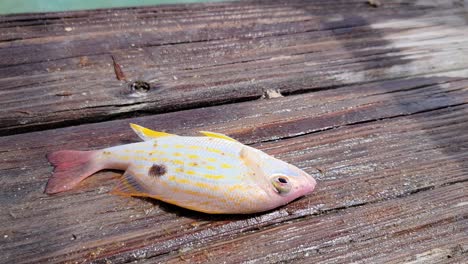 el indefenso pez pargo de carril se deja caer en un muelle de madera mientras jadea por aire tratando de escapar de regreso al océano y dejar de morir