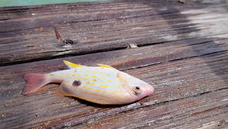 helpless lane snapper fish flops on wooden dock as it gasps for air trying to escape back to the ocean and stop dying