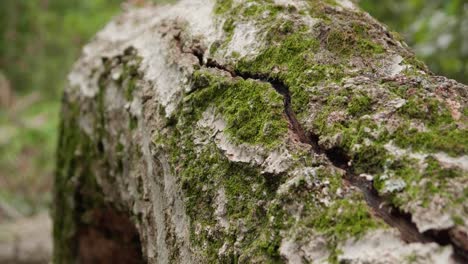 Close-up,-Fallen-tree-and-branches-in-forest-in-Pennsylvania