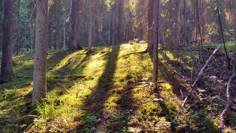 Wunderschöne-Waldlandschaft-Mit-Natürlichem-Licht