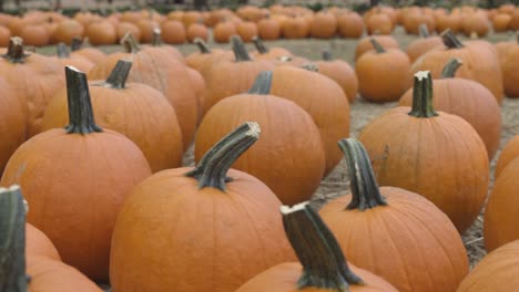 pan shot of harvested halloween pumpkins in field