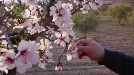 Man-collects-almond-flowers-at-dusk-in-early-spring