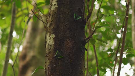 Hermosas-Mariposas-Negras-Y-Verdes-En-El-árbol
