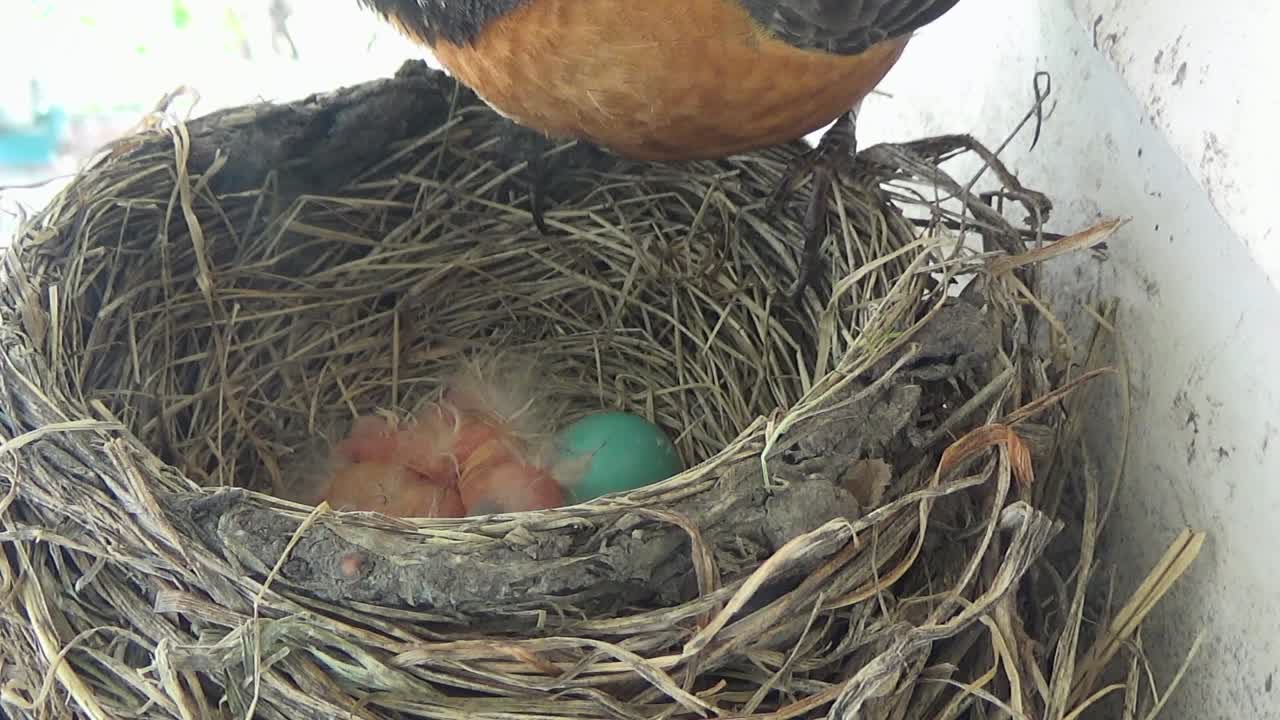 Mother Robin moves her eggs and eats fecal sac of one-day-old baby