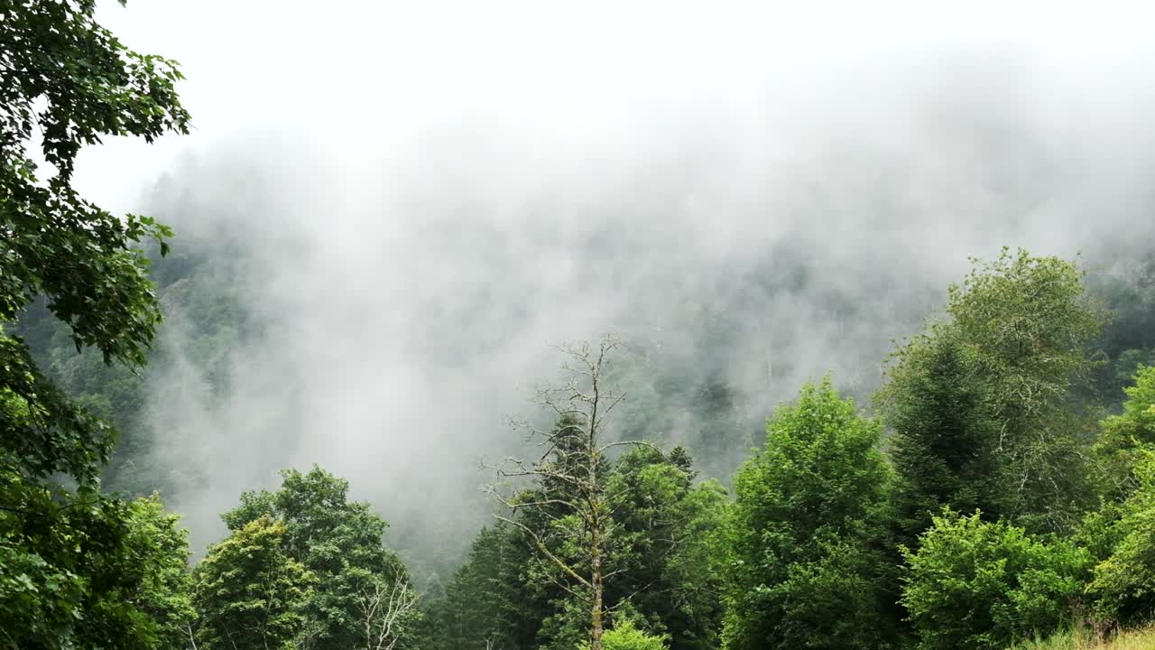 Fast clouds moving over mountain forest and cliffs revealing ghost trees, ethereal moody landscape