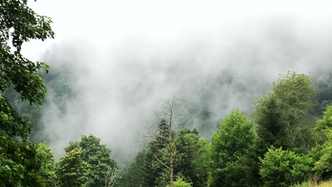 fast clouds moving over mountain forest and cliffs revealing ghost trees, ethereal moody landscape