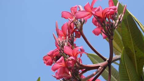 澄んだ空の背景に美しいピンクの花の木