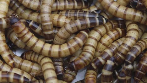 giant mealworms or morios, the larvae of the darkling beetle