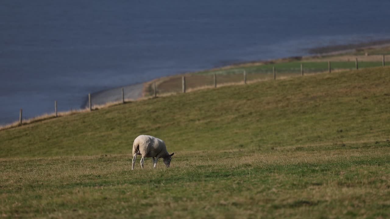 овцы пасутся у океана в англии животные фермы страны