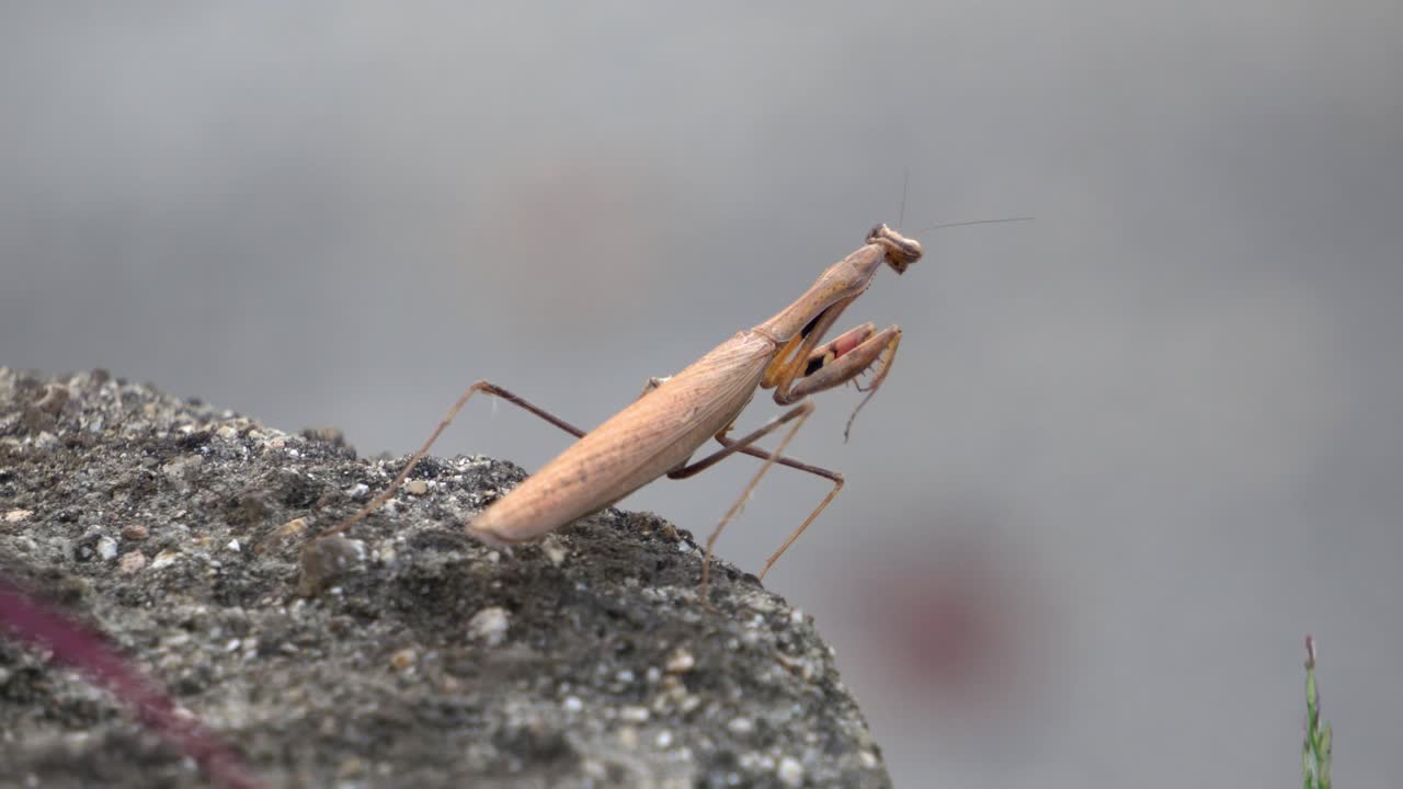 Mantide marrone della famiglia delle Mantidi che rimane immobile in posizione di preghiera sulla punta della roccia e poi si gira e si allontana.