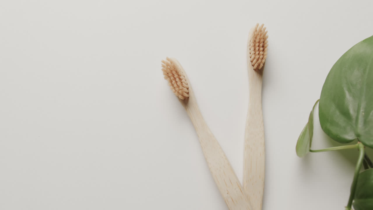 Close up of two toothbrushes and plant on white background with copy space