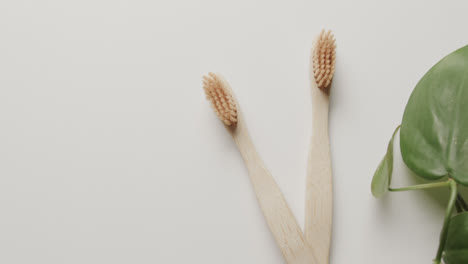 close up of two toothbrushes and plant on white background with copy space