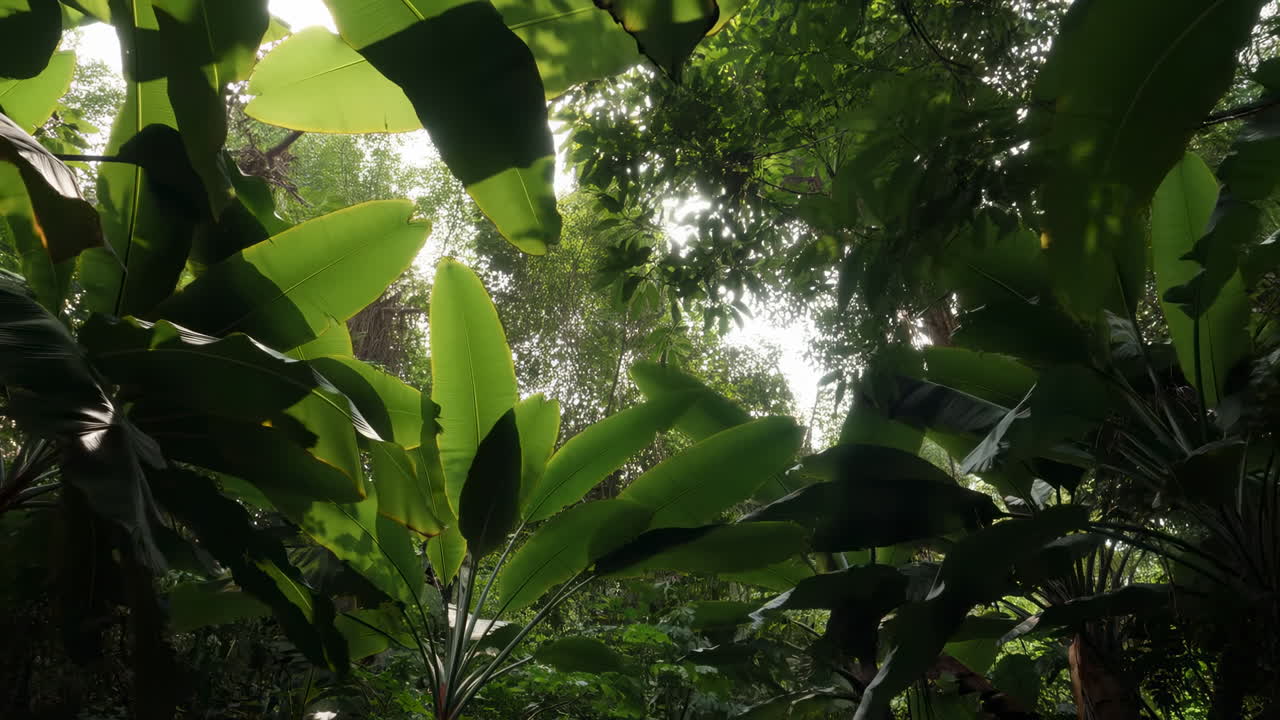 Canopia tropicale con grandi foglie verdi, luce solare che filtra attraverso il fitto fogliame, atmosfera umida.