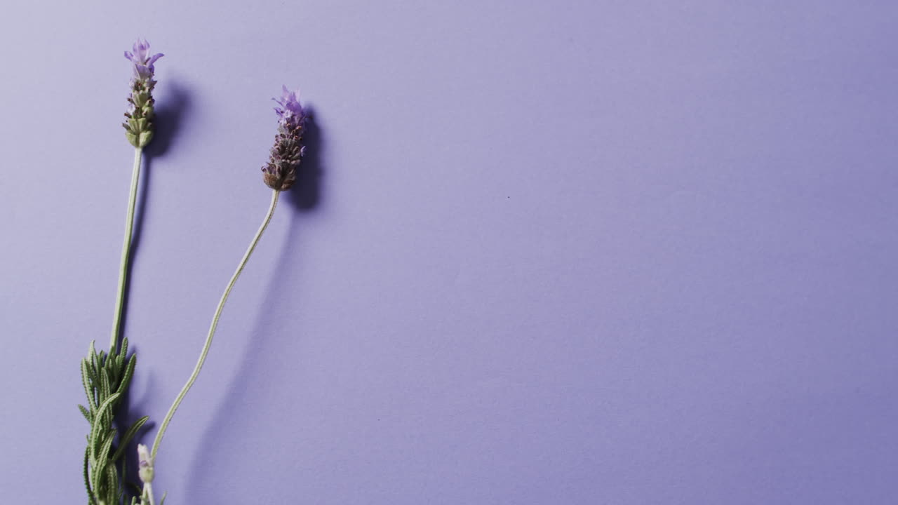 Video of lavender flowers and leaves with copy space on purple background