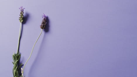 video of lavender flowers and leaves with copy space on purple background