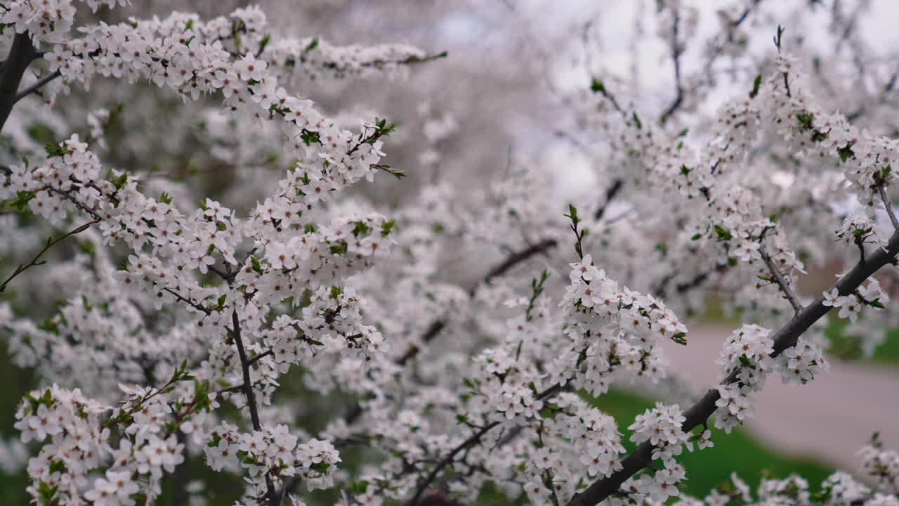 Beautiful spring tree blossom flower. Close up view of blooming trees