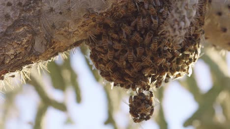 teardrop shaped africanized bees nest hanging from cholla cactus in the hot sonoran desert - low angle long close up shot