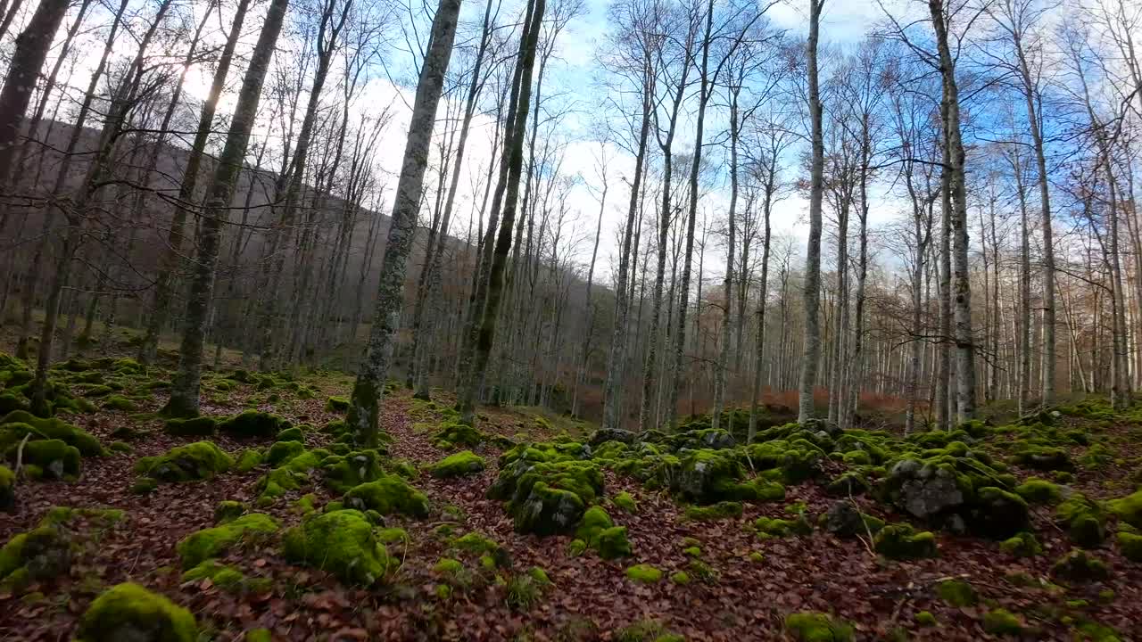 가을에 숲의 나무를 통과하는 fpv 드론