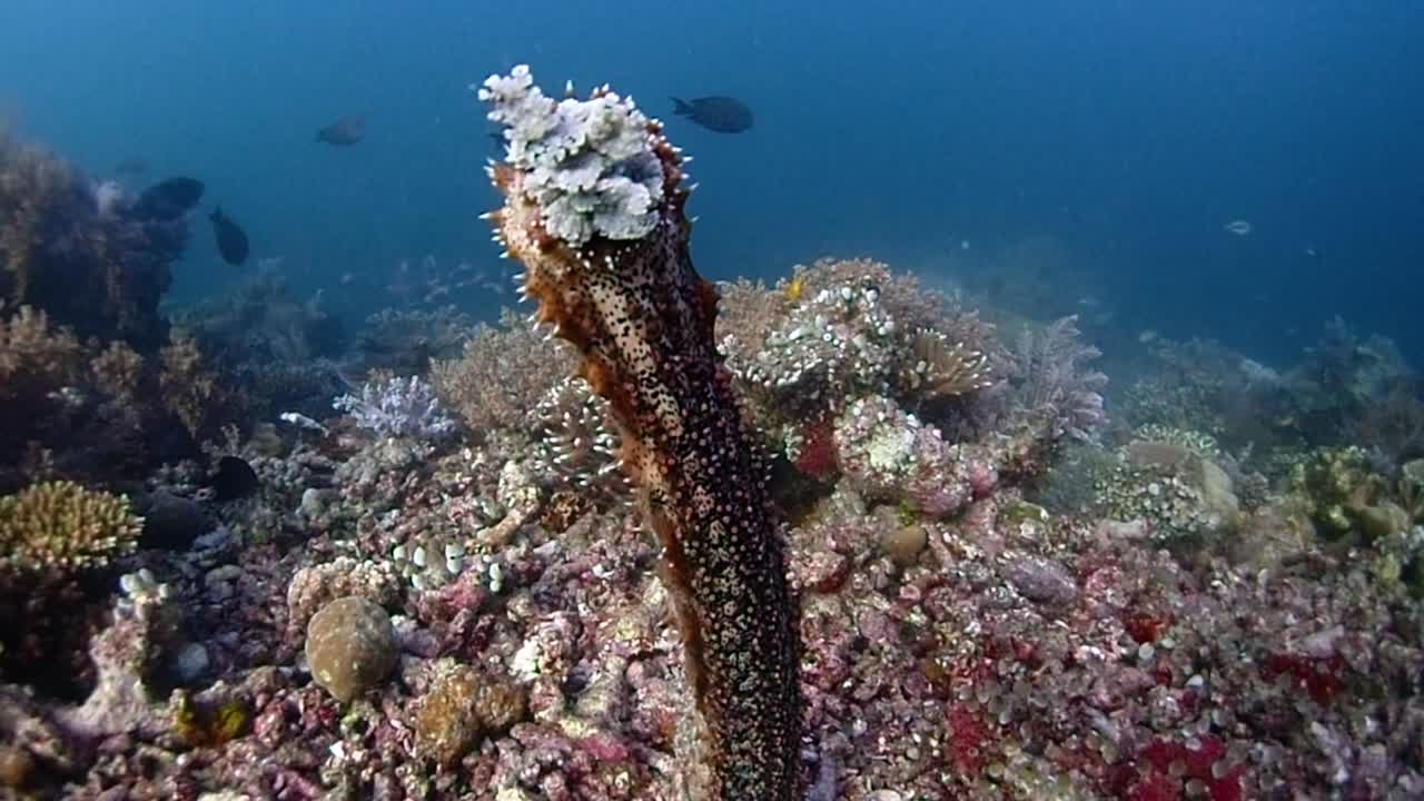 un pepino de mar que se extiende desde el fondo para desovar y reproducirse enviando espermatozoides