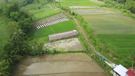 aerial birds eye shot of tropical flooded rice paddies and farmers planting rice in indonesia