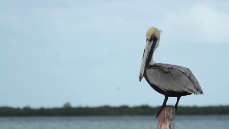 Largartos-Birds-19