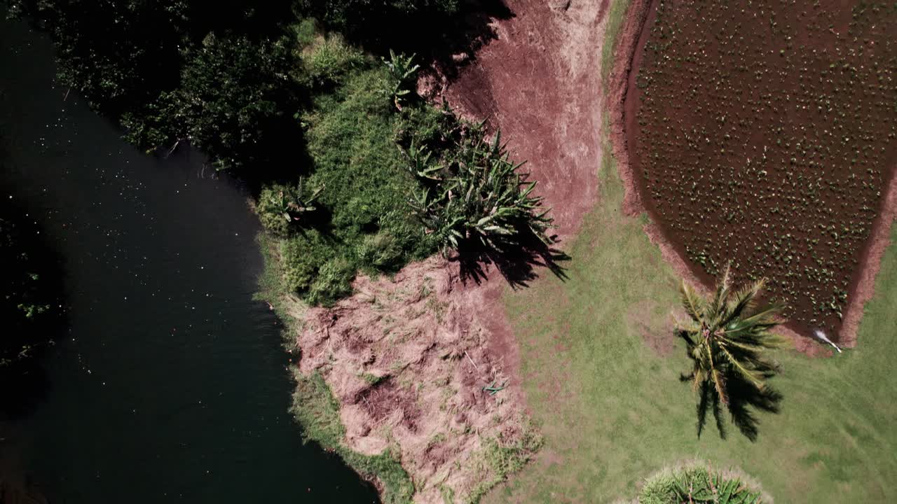 el viento sopla palmas a lo largo de las orillas del río lumaha'i, delta fértil, campos de taro, kauai, antena de arriba hacia abajo