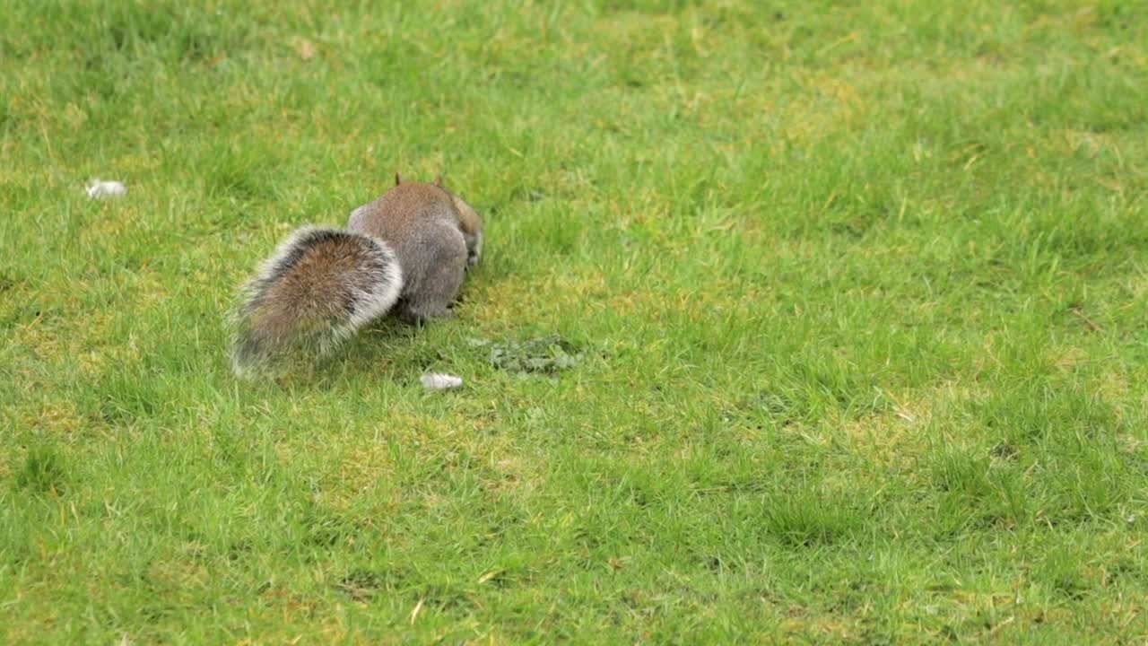 Scoiattolo grigio che cerca, annusa e va in cerca di cibo in un giardino con erba e piccioni al rallentatore. Borehamwood, Hertfordshire, nord di Londra, Regno Unito