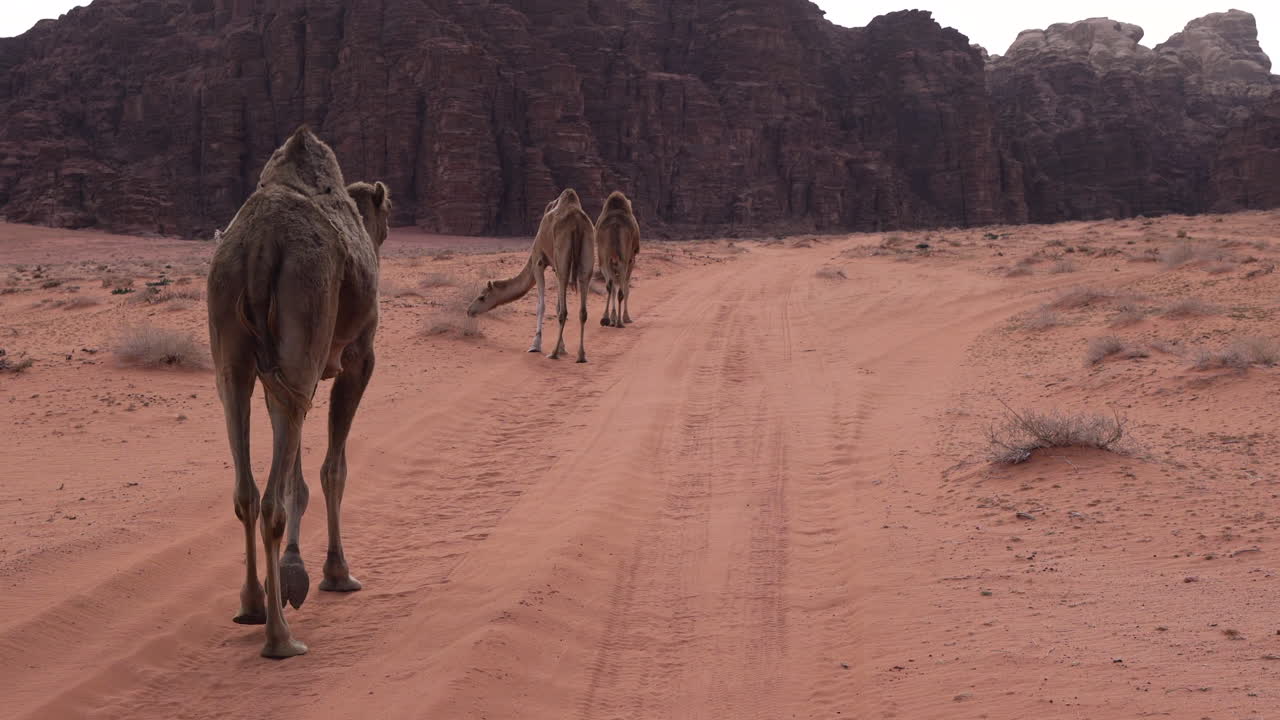 tres camellos caminando por la carretera en el desierto de wadi rum