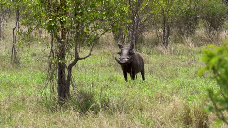 A-wild-wart-hog-standing,-suddenly-bolts-to-hiding-in-bushes-Kruger-South-Africa-Phacochoerus-africanus