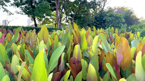 lush green and red leaves sway gently in the sunlight at benjakitti park, creating a serene and vibrant atmosphere