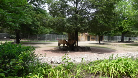 two przewalskii horses are eating in a zoo habitat in the distance