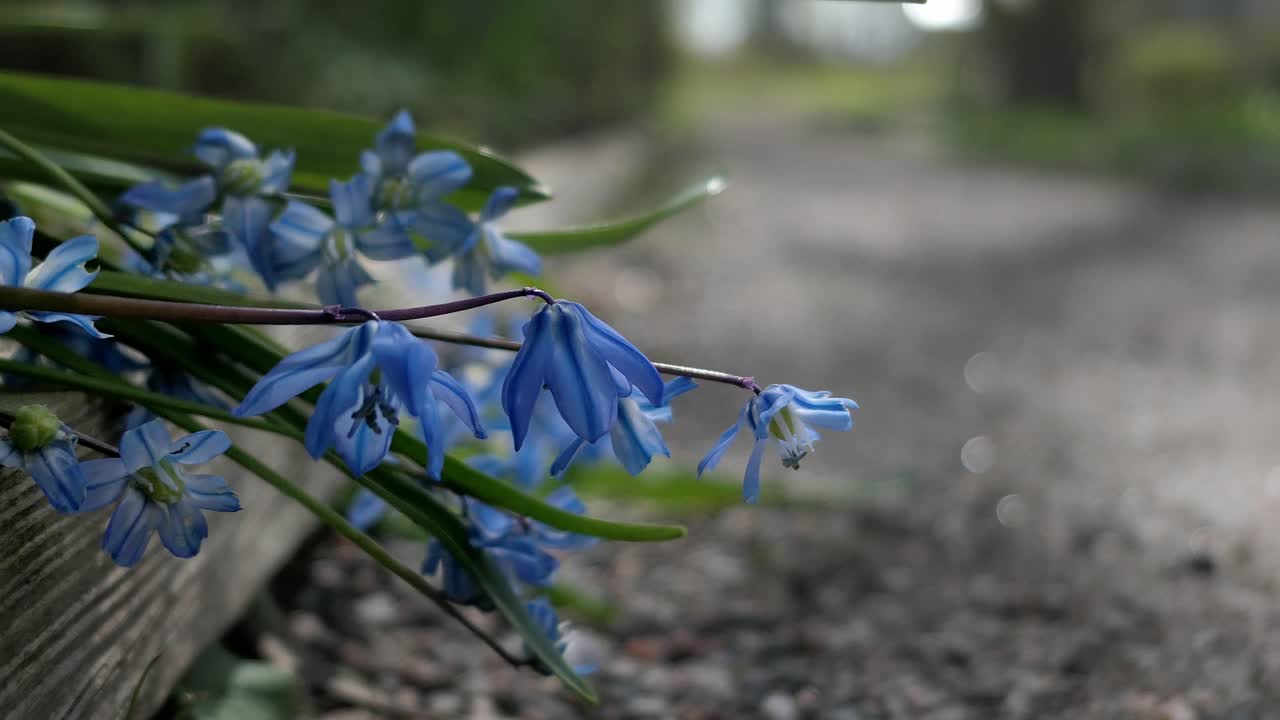 Delicate blue flowers Scilla siberica growing in early spring close up, spring garden in neighborhood detail