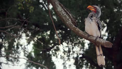 beatifull-african-Yellowbilled-Hornbill