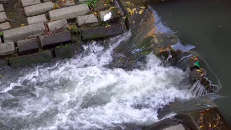 En-El-Verano-De-Tokio,-Las-Garcetas-Se-Pueden-Ver-Muy-Fácilmente-Buscando-Comida-En-Diferentes-Lugares-Con-Agua,-Ríos,-Arroyos,-Lagos