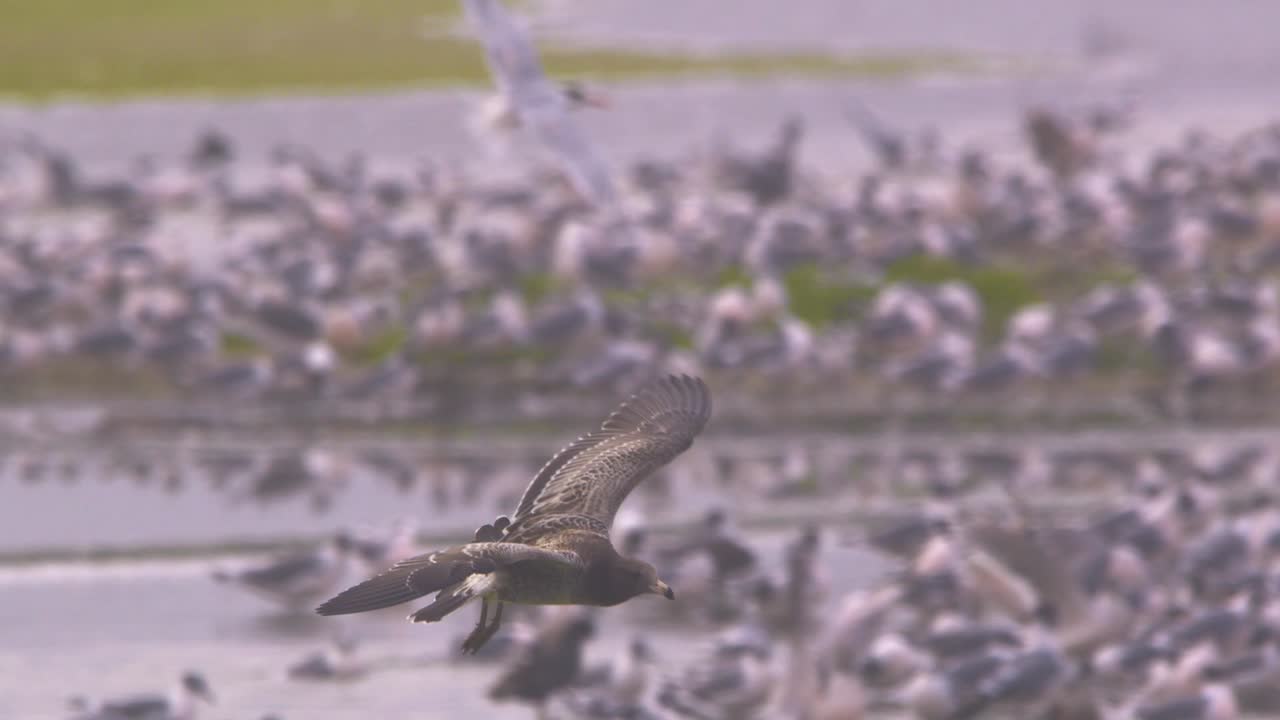 Belcher's gull flying close view over wetland with migratory gulls, Pantanos de Villa, Peru