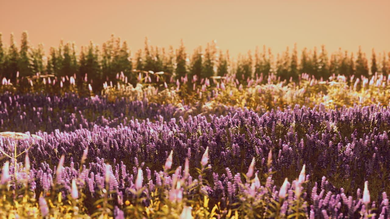 campo de lavanda en flor bajo los colores de la puesta de sol de verano