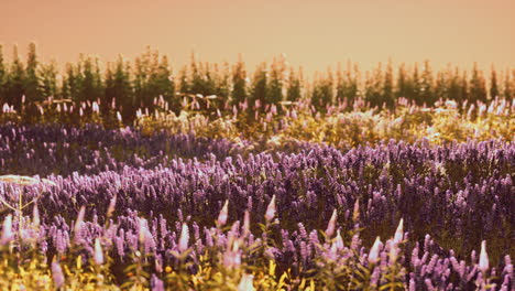 campo de lavanda en flor bajo los colores de la puesta de sol de verano