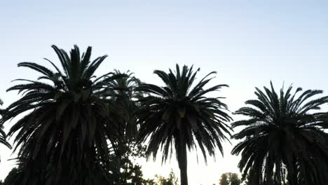 Drone-shot-of-multiple-palm-trees-panning-right-from-angle-below-during-golden-sunset-hour-with-clear-blue-skies-above-in-Los-Angeles,-California-park