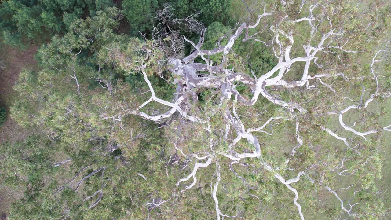 Rising drone view lookng directly down on the Bilston Tree, a river red gum (Eucalyptus camaldulensis), Chetwynd, western Victoria, Australia, June 2023.