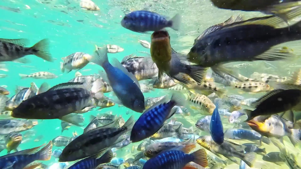 Vibrant underwater footage of colorful cichlid fish swimming in Lake Malawi. Schools of tropical freshwater fish swim in their natural habitat.