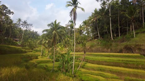 Panorámica-En-Cámara-Lenta-De-Los-Arrozales-De-Tegalalang-En-Ubud,-Bali,-Indonesia