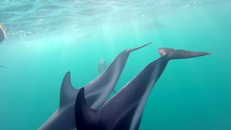 un par de delfines buceando desde la superficie