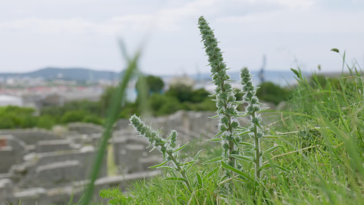 Roman ruins from the ancient province Capital of Dalmatia. Salona, Croatia, clip 16