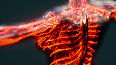 Sistema-Circulatorio-Humano-Con-Anatomía-Del-Corazón-Y-Los-Vasos