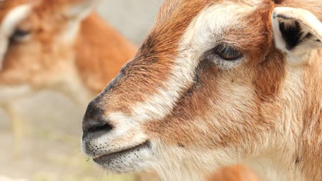 Goat-in-the-countryside-close-up-,