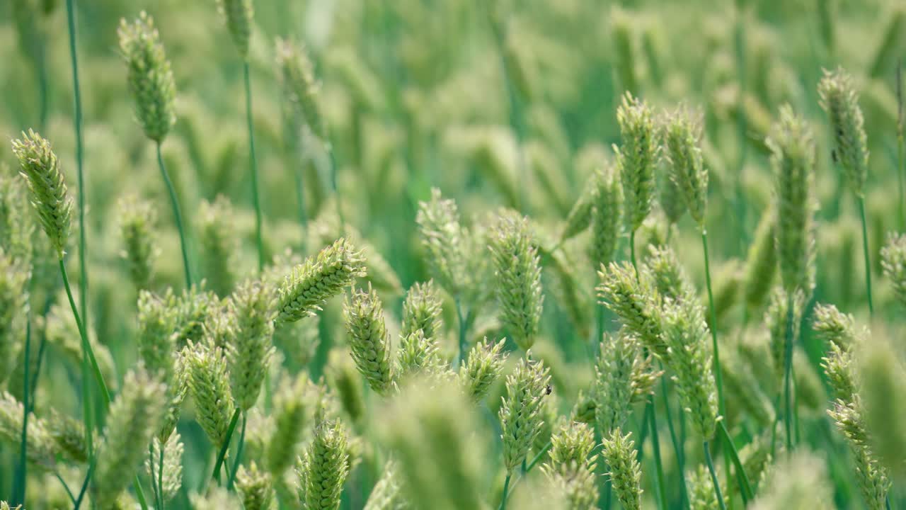 우크라이나의 일몰 부드러운 빛 아래 녹색 보리밭