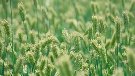 green barley field under sunset soft light in ukraine