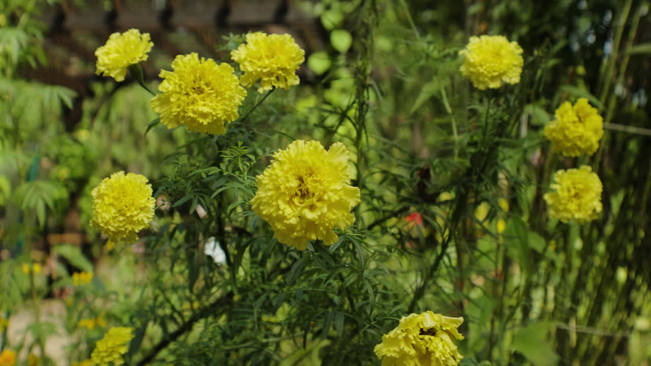 Tagetes, también conocidas como caléndulas, en plena floración en un jardín de flores, toma estática