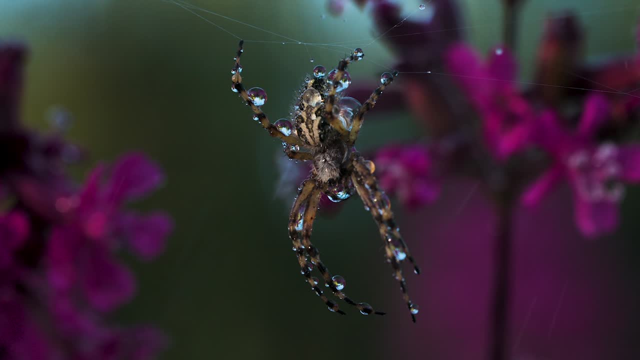 보라색 꽃 을 가진 이슬 으로 인 웹 에 있는 거미